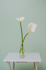 elegant full blooming Calla Lily in transparent glass bottle