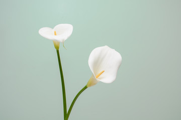 elegant full blooming Calla Lily indoor photo © S Yang