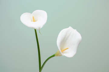 Obraz premium elegant full blooming Calla Lily indoor photo