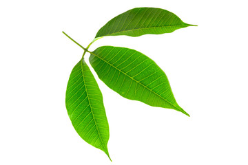 Fototapeta premium isolate green leaf. green leaf on white background.