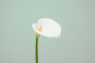 elegant full blooming Calla Lily indoor photo