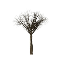Dead trees of computer graphics in create.