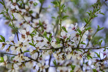Almond blossom or flower of prunus dulcis 