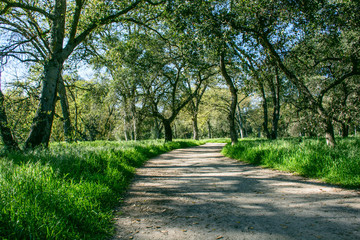hiking trail in forest with green grass and oak trees