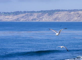 Fototapeta na wymiar seagull couple
