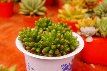 Green plant bonsai, placed on the table