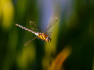 Migrant Hawker