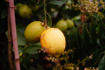 Lemon fruit
