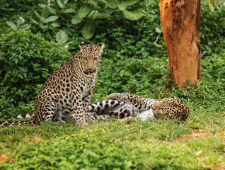 two leopard resting on a grass