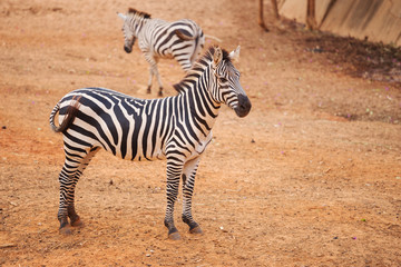 Fototapeta na wymiar Burchell's Zebra on red dry soil