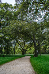 hiking trail in forest with green grass and oak trees