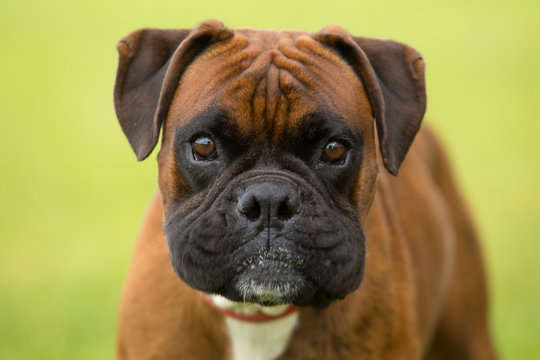 The Boxer