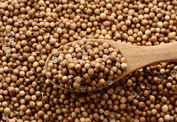 Coriander seeds in the wooden spoon