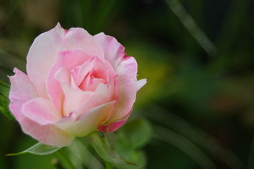 Blushing pink Rose, soft focus