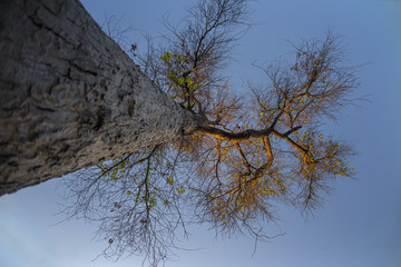 branch of tree attract to the sun light at cleared sky