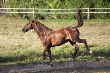 Horse gallop and bucking free on meadow outside