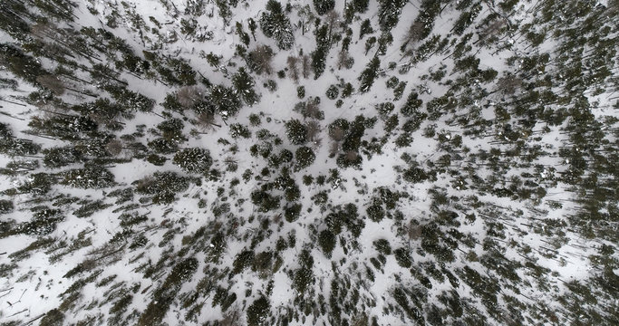 Aerial view of snow covered forest. Winter season