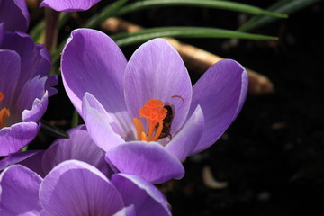 Crocuses on a field