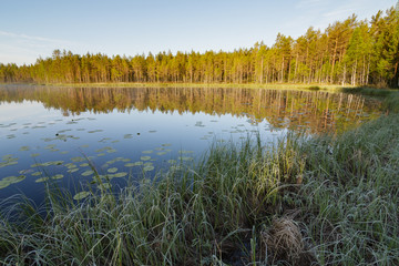 Serene morning at forest pond