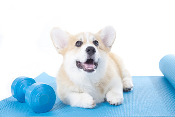 Dog sitting on a yoga mat, concentrating for exercise, isolated on white background
