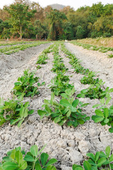 plantation soy bean.Soy field and soy plants in early morning light. Soy agriculture