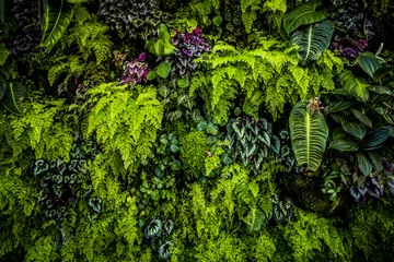 Zelfklevend Fotobehang Groene plantenmuur © baiterek_media