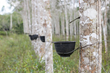 Rubber tree plantation in Thailand