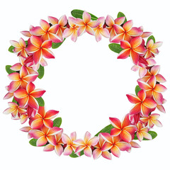 Plumeria or Frangipani flowers isolated on white background