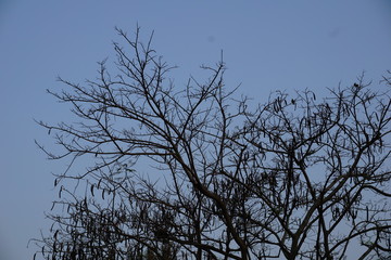 winter branch