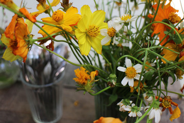Yellow Cosmos are Blooming  in Summer