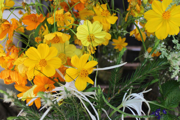 Yellow Cosmos are Blooming  in Summer