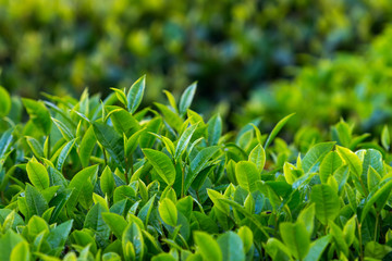 Green tea bud and fresh leaves. Tea plantations