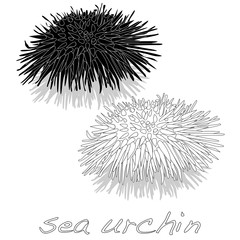 sea urchin isolated white background