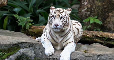 Weißer Tiger mit blauen Augen