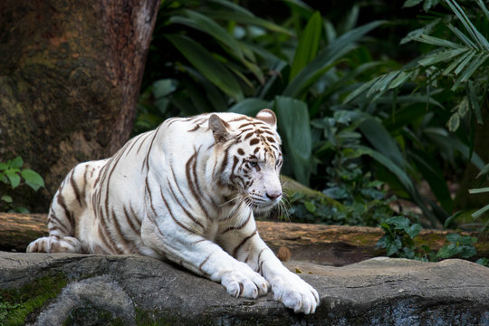 weißer Tiger im Zoo 