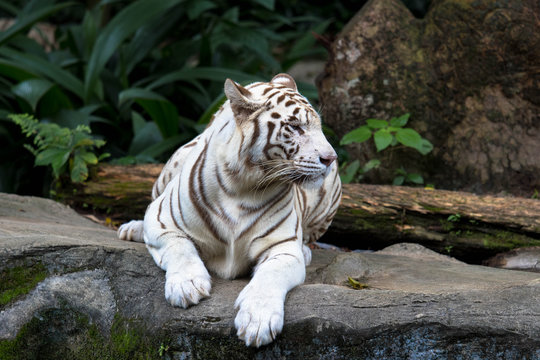 seltener weißer Tiger