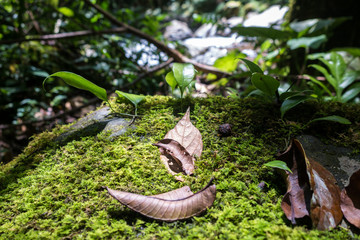 Moss grow on river rock with dried leaves. Image may contain soft focus and blur due to long exposure. Selective focus.