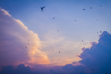 Birds at Sunset