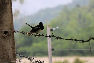 Bird on fence