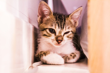 Fototapeta premium Cute cat