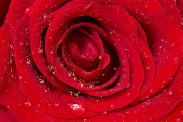 red rose with drops closeup