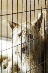 Caged and abandoned dogs