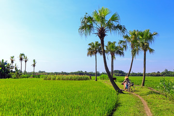 Sugar palms (borassus flabellifer) Asian Palmyra palm, Toddy palm, Sugar palm, or Cambodian palm, on the rice field tropical tree in the southern of Thailand, Blurred background