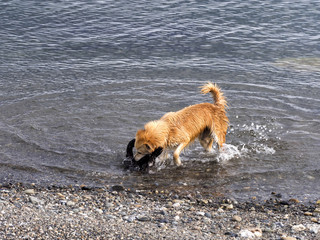 dog hunts young imperial cormorant, Punta Arenas, Patagonia, Chile