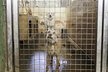 Caged and abandoned dogs
