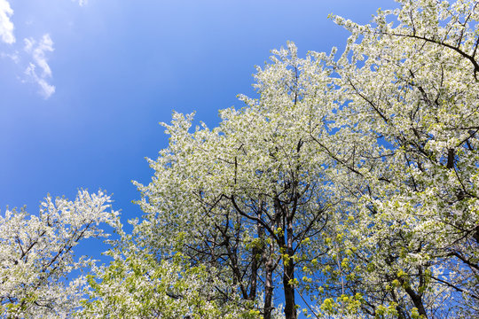 blossoming tree tops in spring on blue sky background 