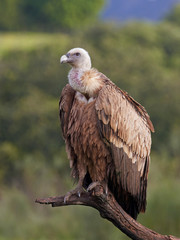 Griffon vulture (Gyps fulvus)