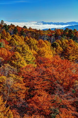 八千穂高原の秋