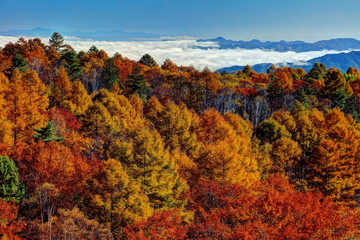 八千穂高原の秋