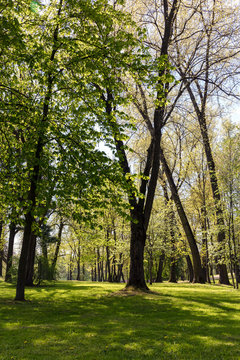 beautiful green trees in park. natural landscape in spring.